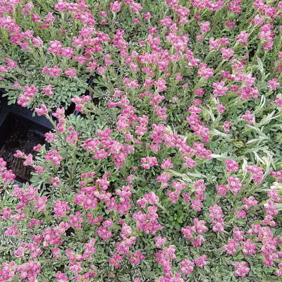 Antennaria dioica 'Alex Duguid' Parlagi macskatalp