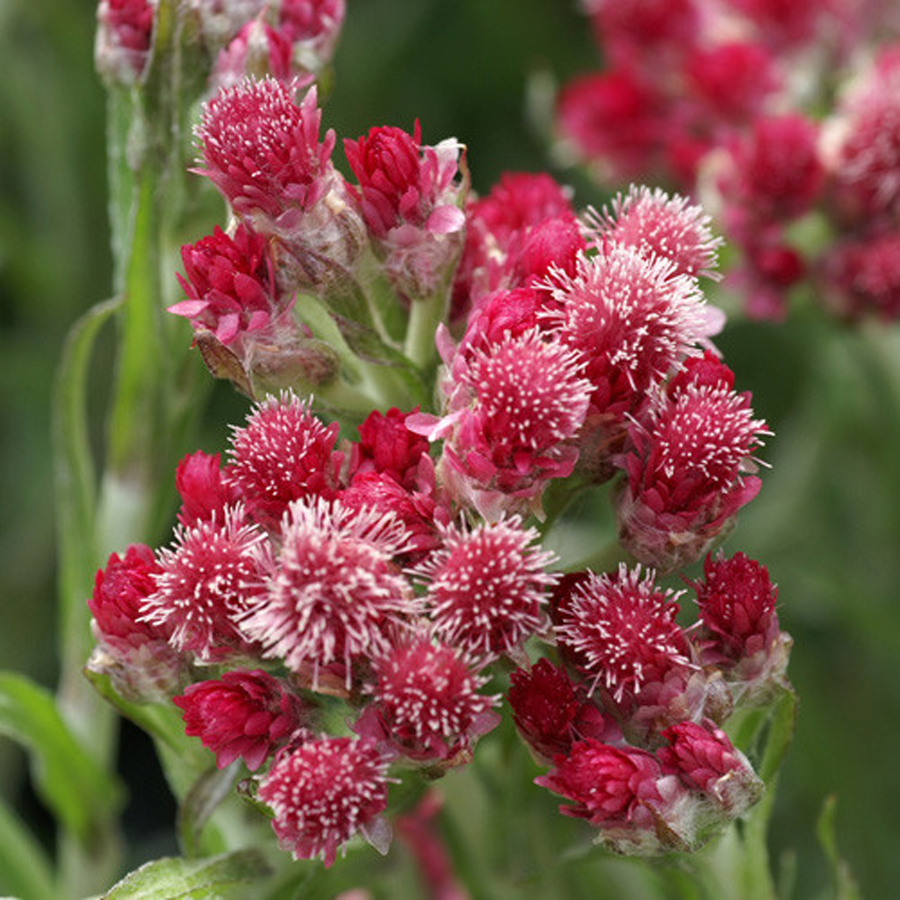 Parlagi macskatalp Antennaria dioica 'Rotes Wunder'