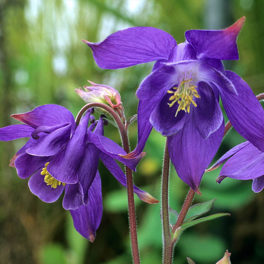 Havasi harangláb Aquilegia alpina 'Navy Blue'