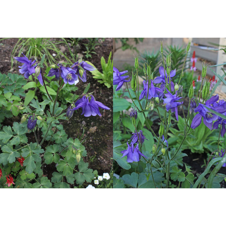 Havasi harangláb Aquilegia alpina 'Navy Blue'