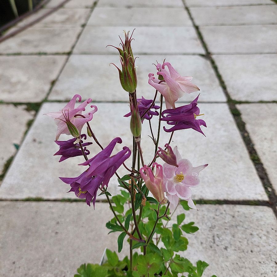 Aquilegia 'Biedermeier' mix T&ouml;rpe harangl&aacute;b fajt&aacute;k