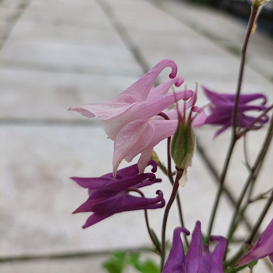 T&ouml;rpe harangl&aacute;b fajt&aacute;k Aquilegia 'Biedermeier' mix
