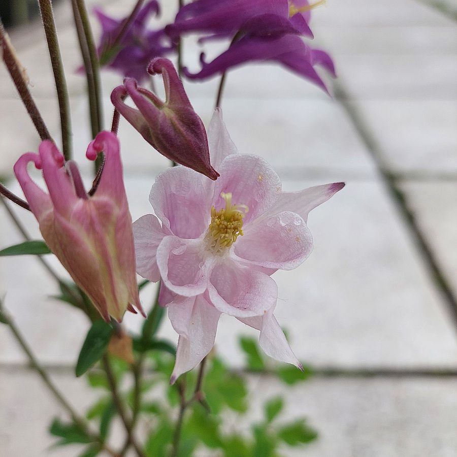 T&ouml;rpe harangl&aacute;b fajt&aacute;k Aquilegia 'Biedermeier' mix