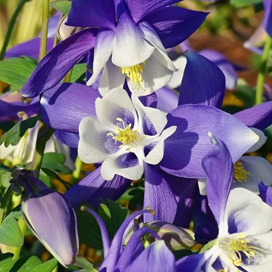 Aquilegia caerulea 'Spring Magic Navy and White' Harangl&aacute;b