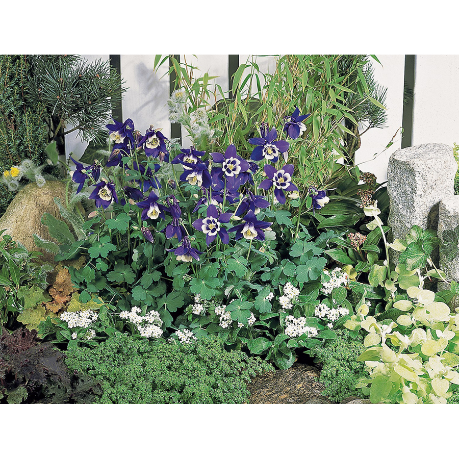 Harangláb Aquilegia caerulea 'Spring Magic Navy and White'