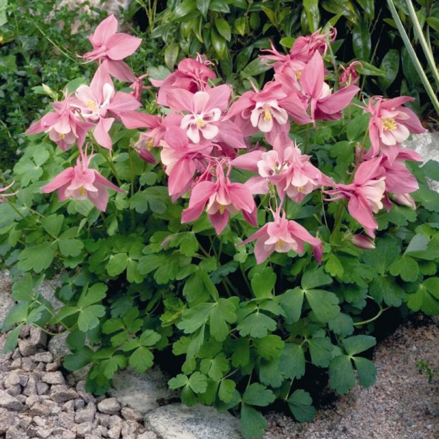 Harangláb Aquilegia caerulea 'Spring Magic  Rose and Ivory'