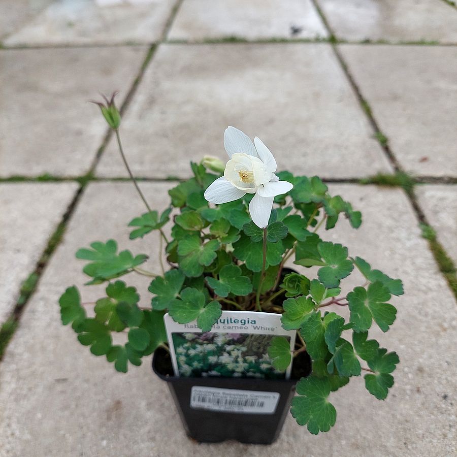 Jap&aacute;n t&ouml;rpe harangl&aacute;b Aquilegia flabellata 'Cameo White'