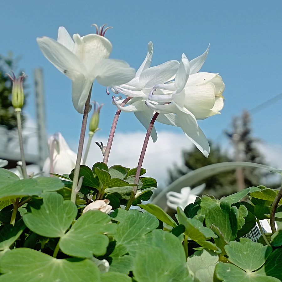Jap&aacute;n t&ouml;rpe harangl&aacute;b Aquilegia flabellata 'Cameo White'