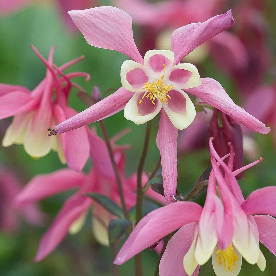 Aquilegia flabellata 'Cameo Red and White'  Japán törpe harangláb