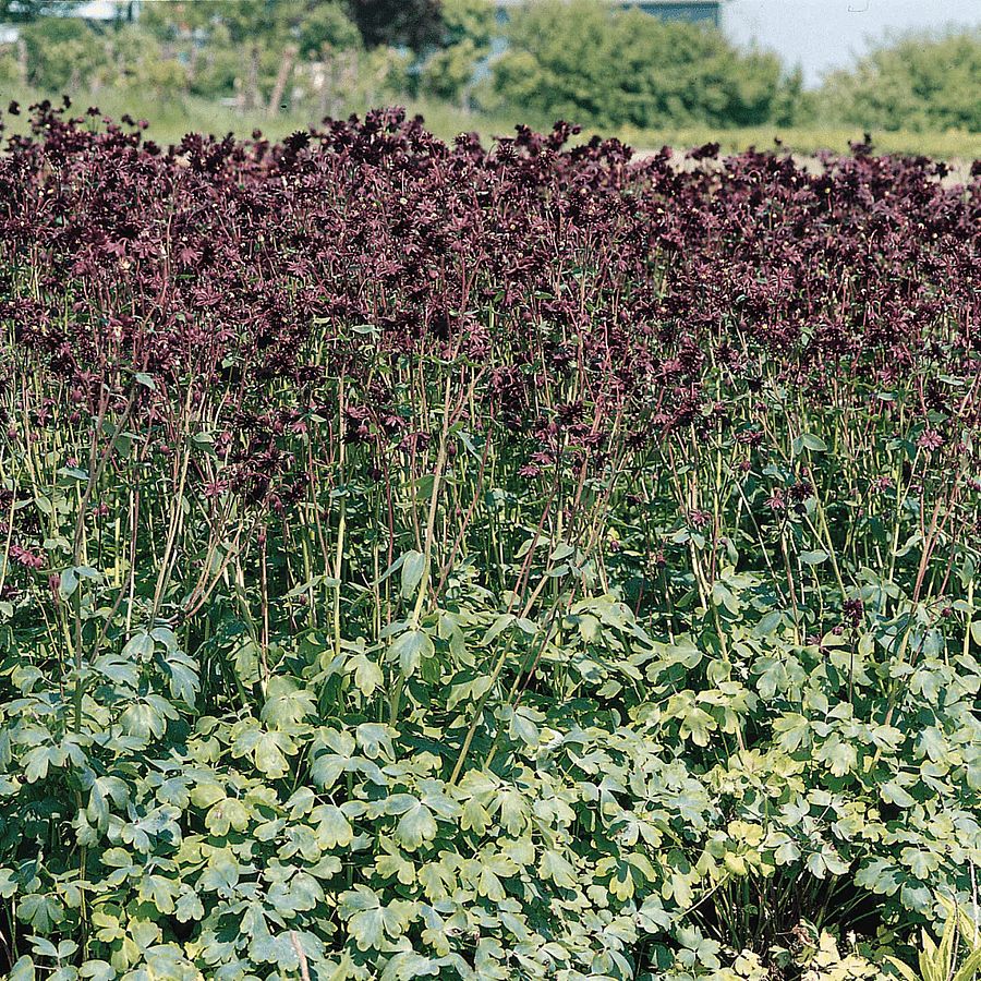 Harangláb Aquilegia vulgaris 'Black Barlow'