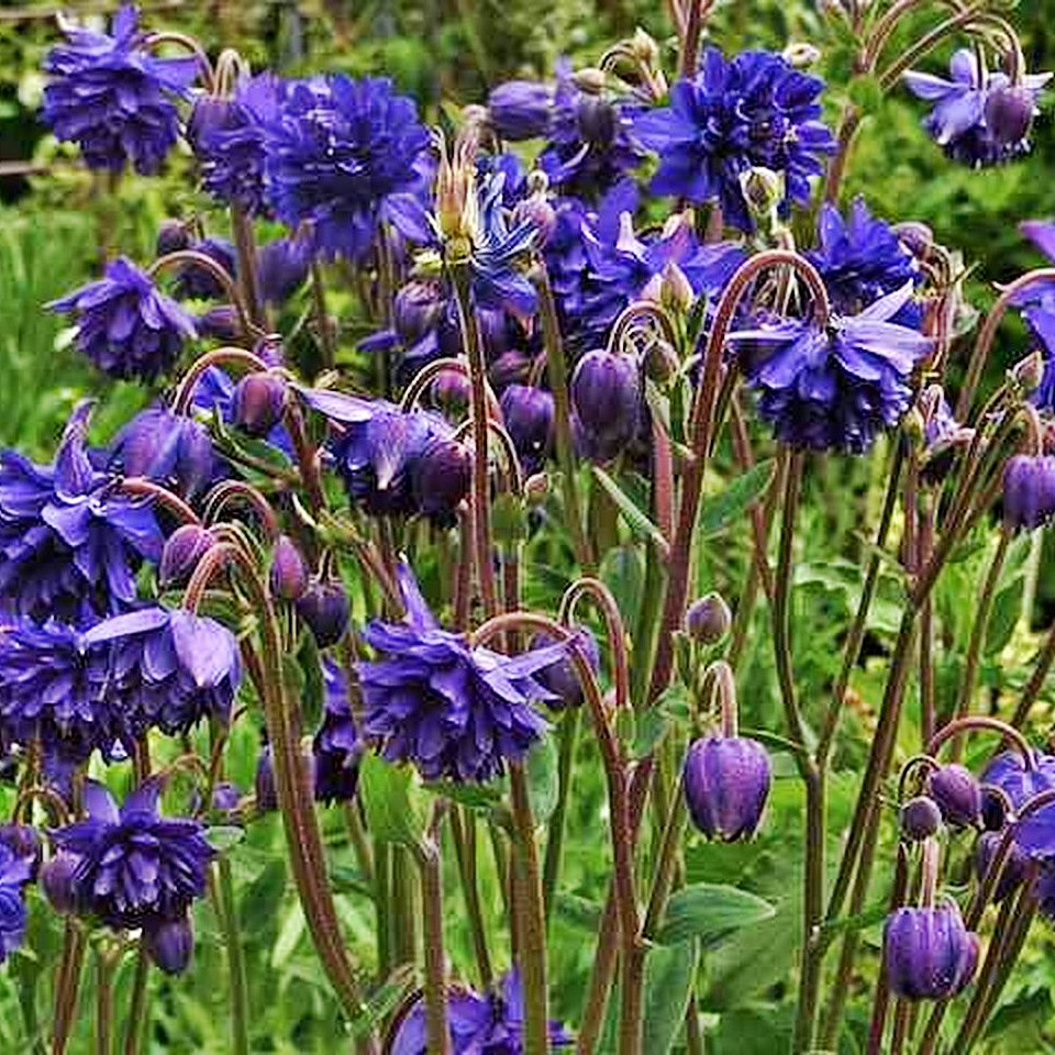 Harangl&aacute;b Aquilegia vulgaris 'Blue Barlow'