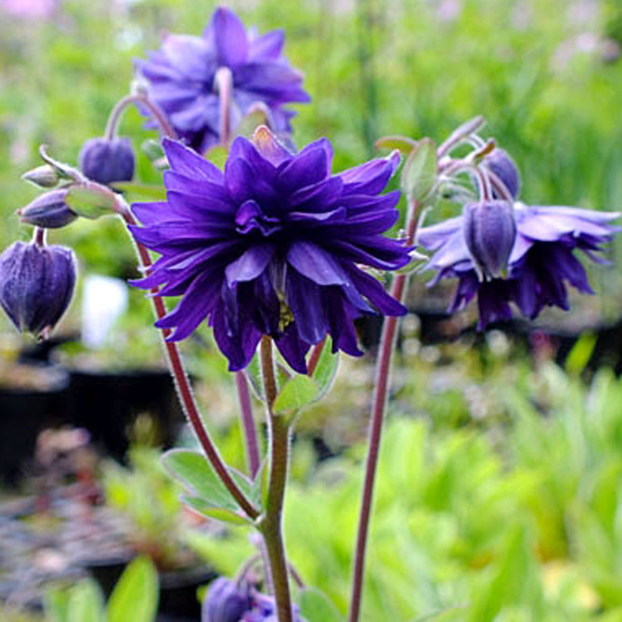 Aquilegia vulgaris 'Blue Barlow' Harangl&aacute;b
