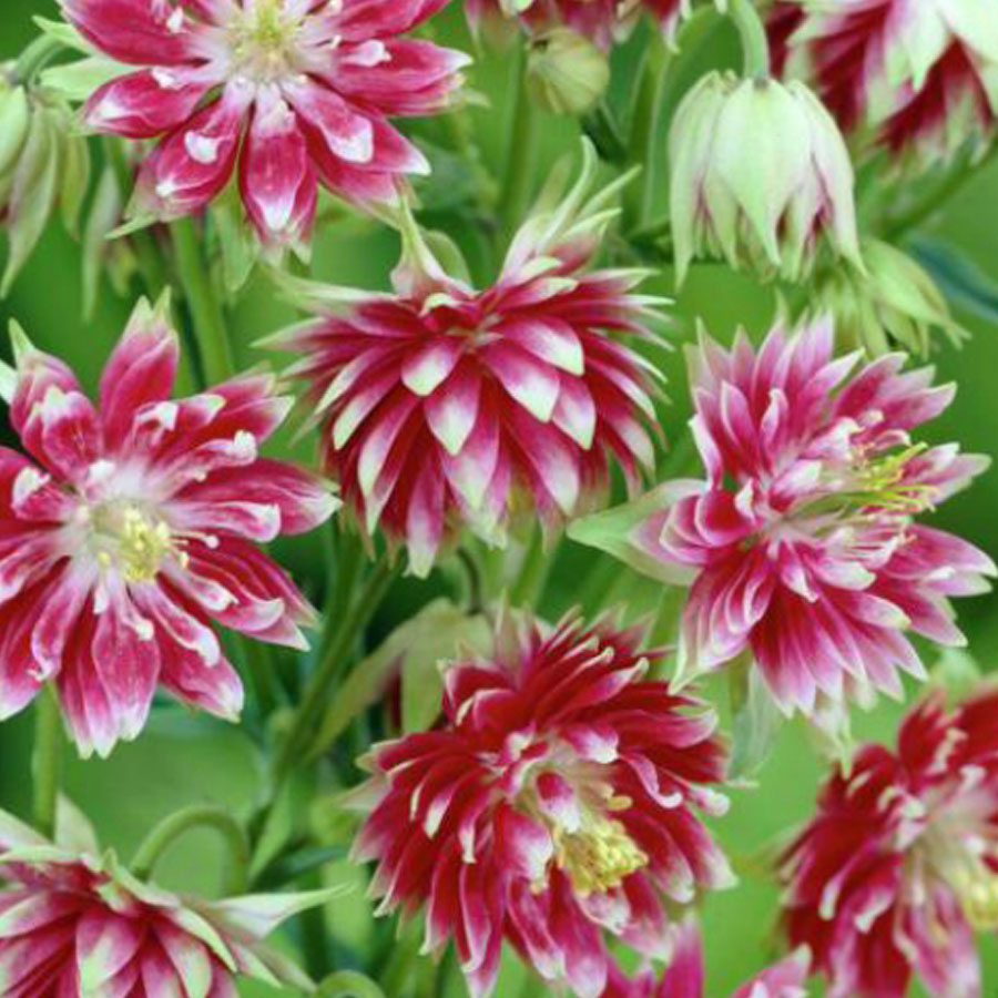 Aquilegia vulgaris 'Nora Barlow' Harangl&aacute;b