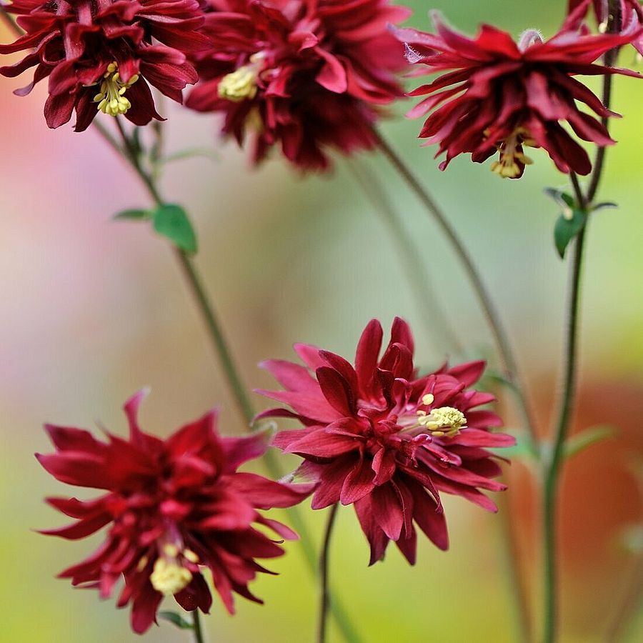 Aquilegia vulgaris 'Ruby Port' Harangláb