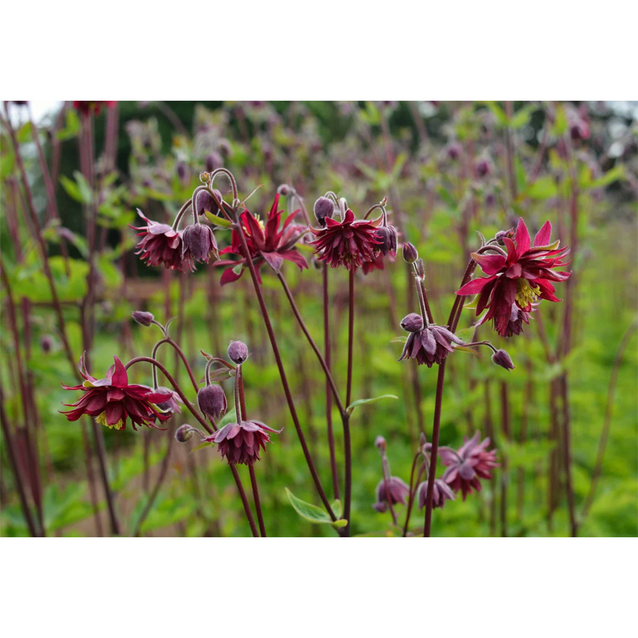 Harangláb Aquilegia vulgaris 'Ruby Port'