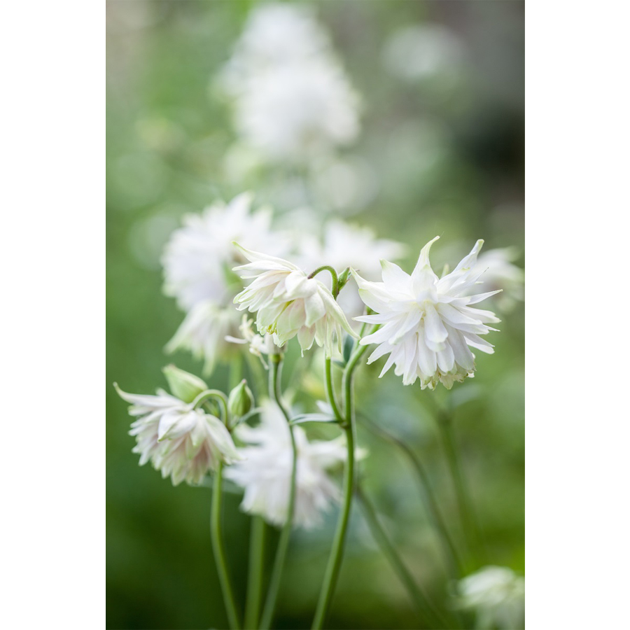 Aquilegia vulgaris 'White Barlow' Harangláb