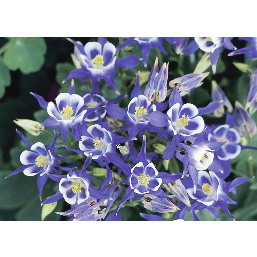 Aquilegia vulgaris 'Winky Blue White' Harangláb