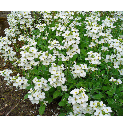 Arabis caucasia mix Kauk&aacute;zusi ikravir&aacute;g fajt&aacute;k