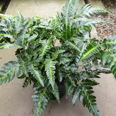 Arachnoides aristata 'Variegata' Keleti magyalp&aacute;fr&aacute;ny