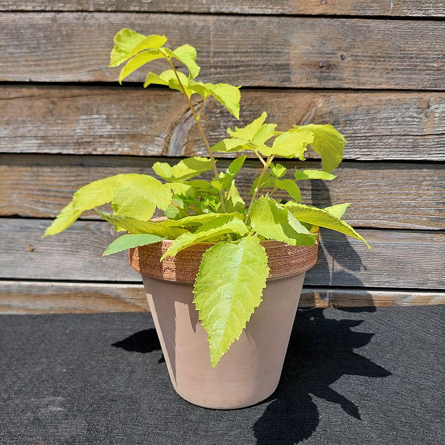 Aralia cordata 'Sun King' Szívlevelű arália