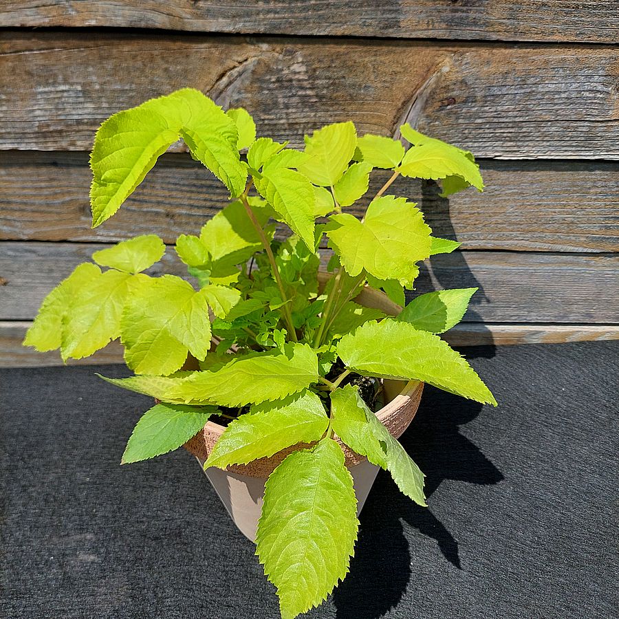 Szívlevelű arália Aralia cordata 'Sun King'