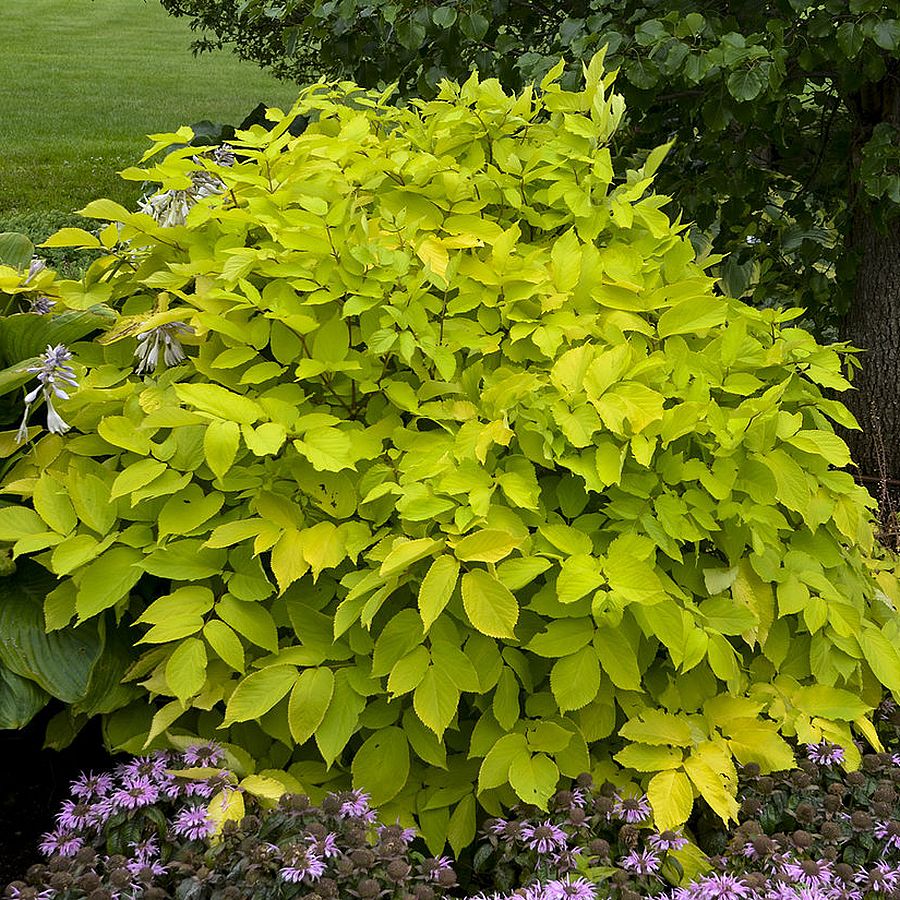 Szívlevelű arália Aralia cordata 'Sun King'