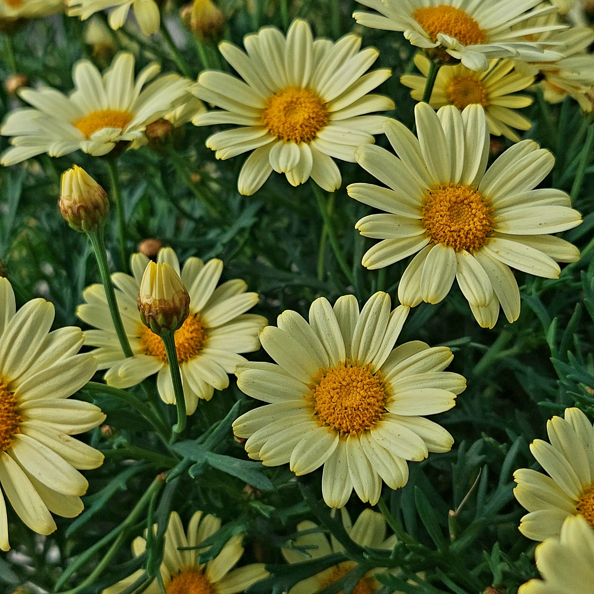 Cserjés margaréta Argyranthemum frutescens