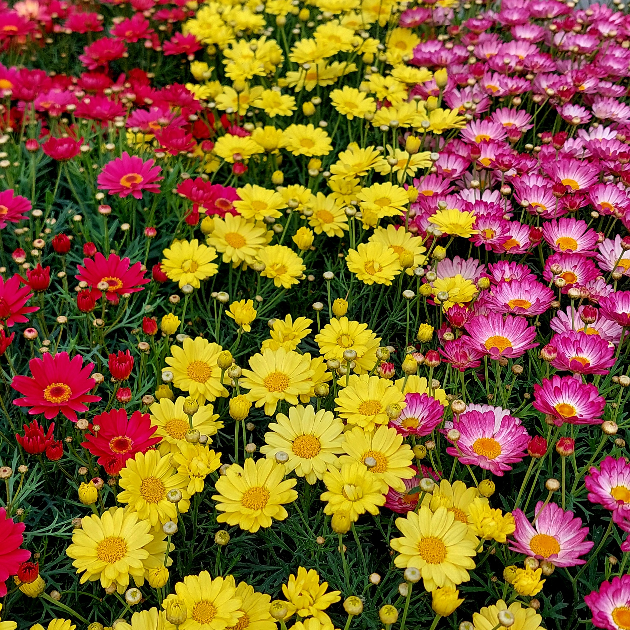 Cserjés margaréta Argyranthemum frutescens