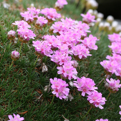 Armeria juniperifolia 'New Zealand Form' Bor&oacute;kalevelű p&aacute;zsitszegfű