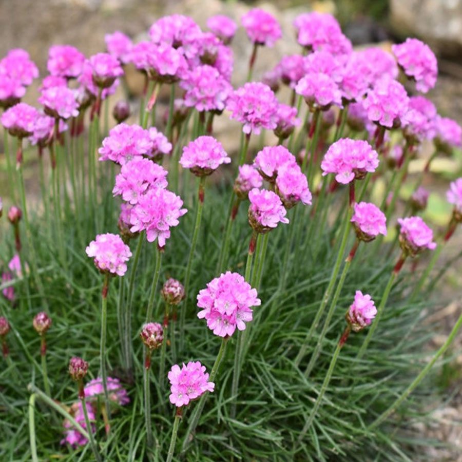 Armeria maritima 'Armada Pink' Tengerparti p&aacute;zsitszegfű