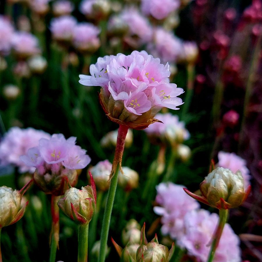 Armeria maritima 'Sch&ouml;ne von Fellbach' Tengerparti p&aacute;zsitszegfű