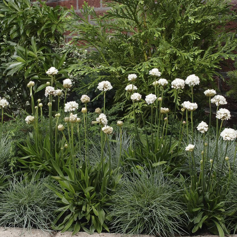 Széleslevelű pázsitszegfű Armeria pseudarmeria 'Ballerina White'