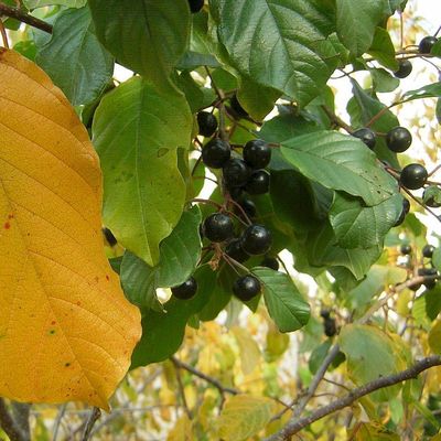 Aronia melanocarpa Fekete berkenye