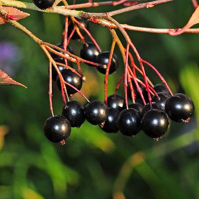 Fekete berkenye Aaron Aronia melanocarpa 'Aaron'