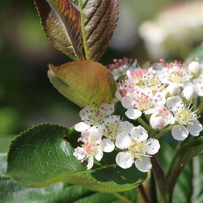 Fekete berkenye Aaron Aronia melanocarpa 'Aaron'