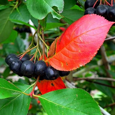 Aronia melanocarpa 'Aaron' Fekete berkenye Aaron