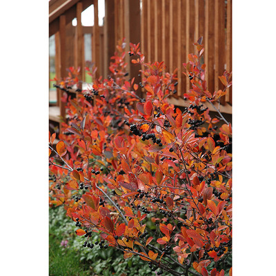 Aronia melanocarpa 'Autumn Magic' Fekete berkenye