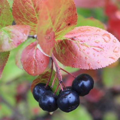 Fekete berkenye Hugin Aronia melanocarpa 'Hugin'