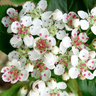 Fekete berkenye Hugin Aronia melanocarpa 'Hugin'