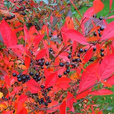 Aronia melanocarpa 'Hugin' Fekete berkenye Hugin