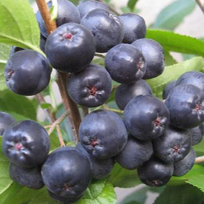 Fekete berkenye Viking Aronia melanocarpa 'Viking'