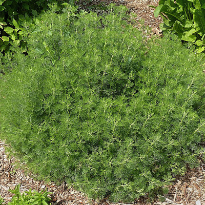 Artemisia arboratum Életfa, Cola növény