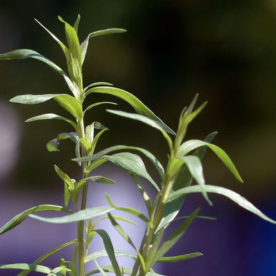 Tárkony Artemisia dracunculus