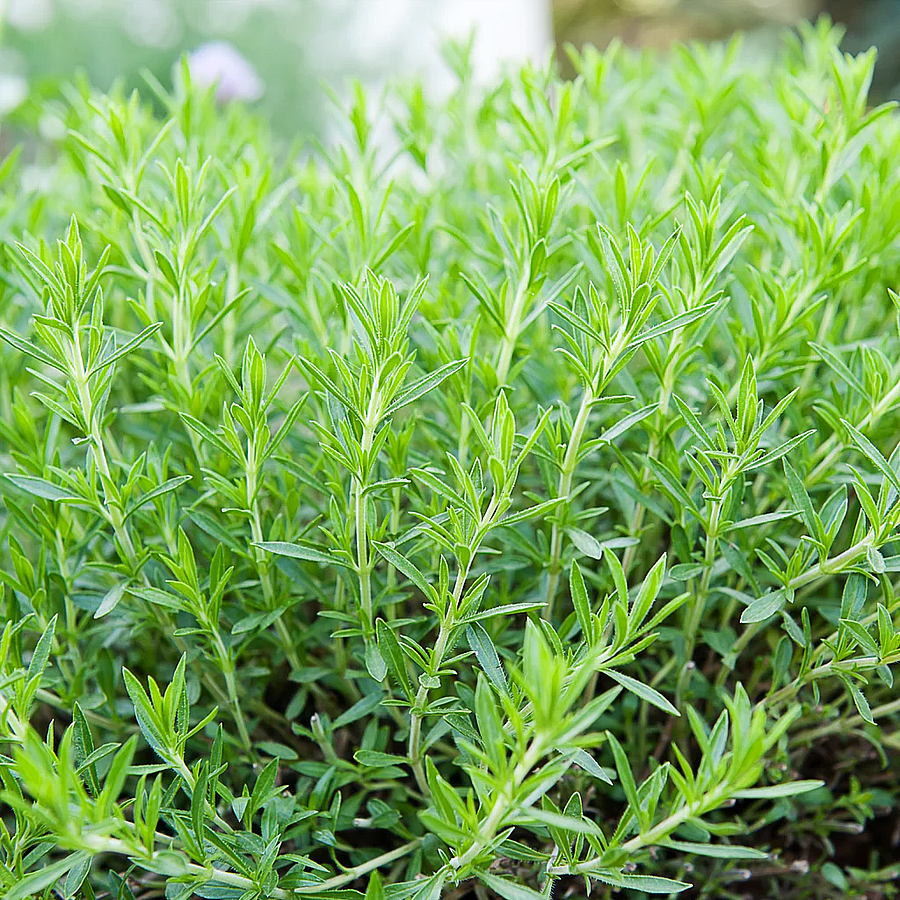 Tárkony Artemisia dracunculus