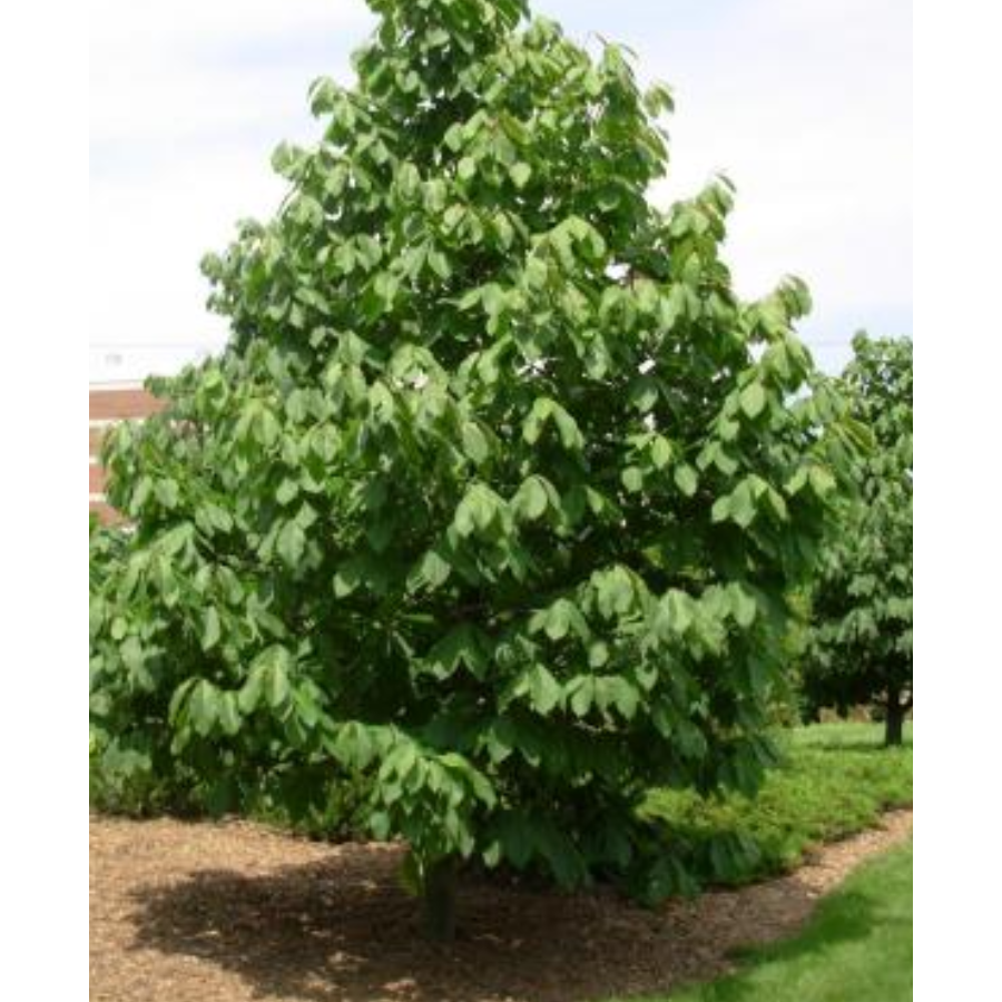 Indi&aacute;n ban&aacute;n Asimina triloba 'Overleese'