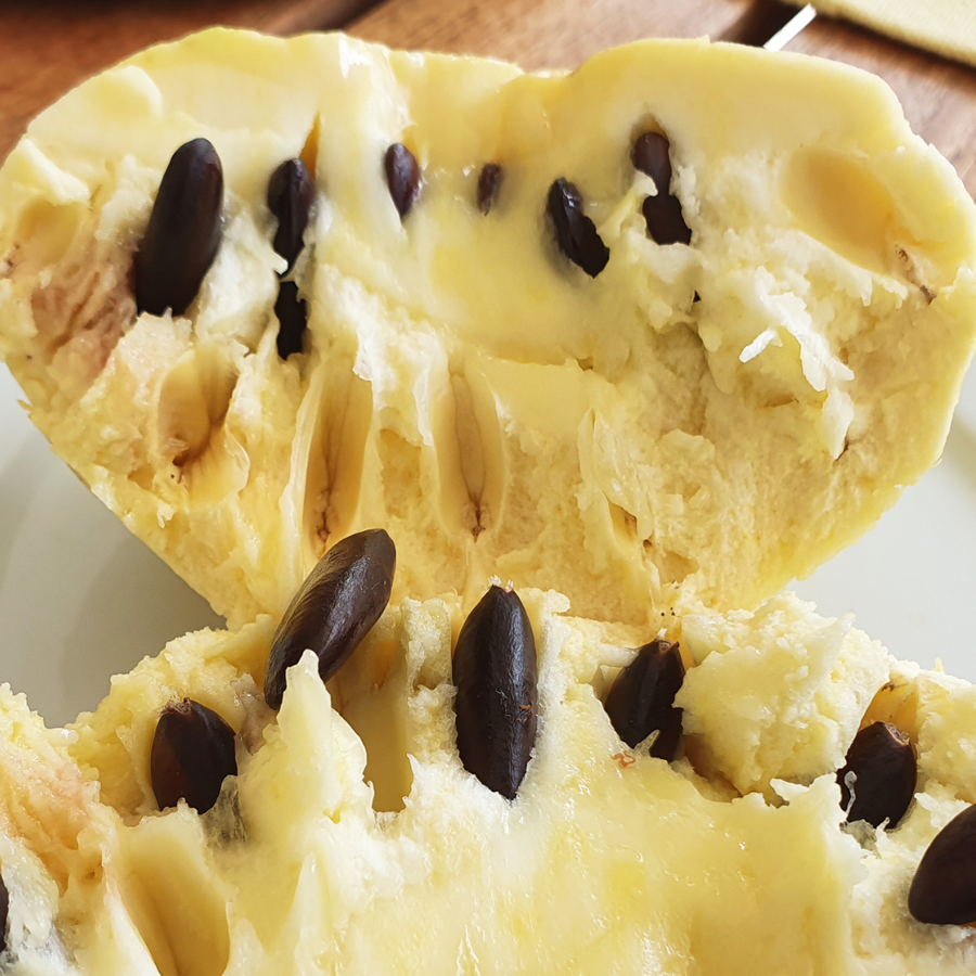 Indi&aacute;n ban&aacute;n Asimina triloba 'Overleese'