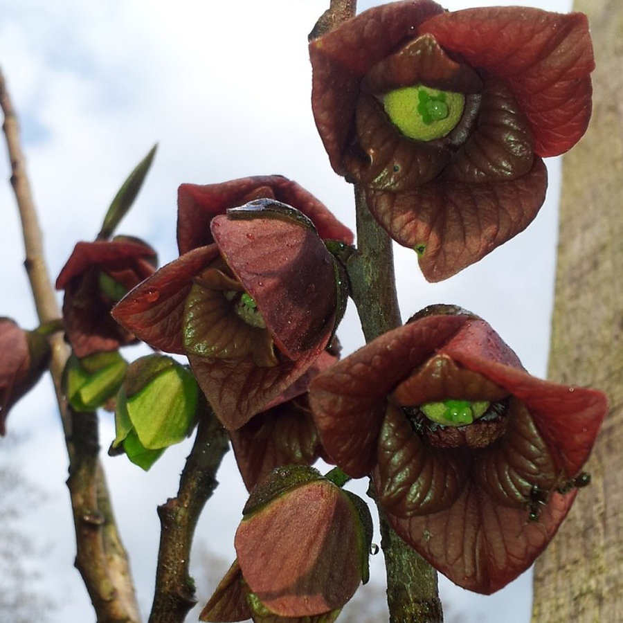 Indi&aacute;n ban&aacute;n Asimina triloba 'Overleese'