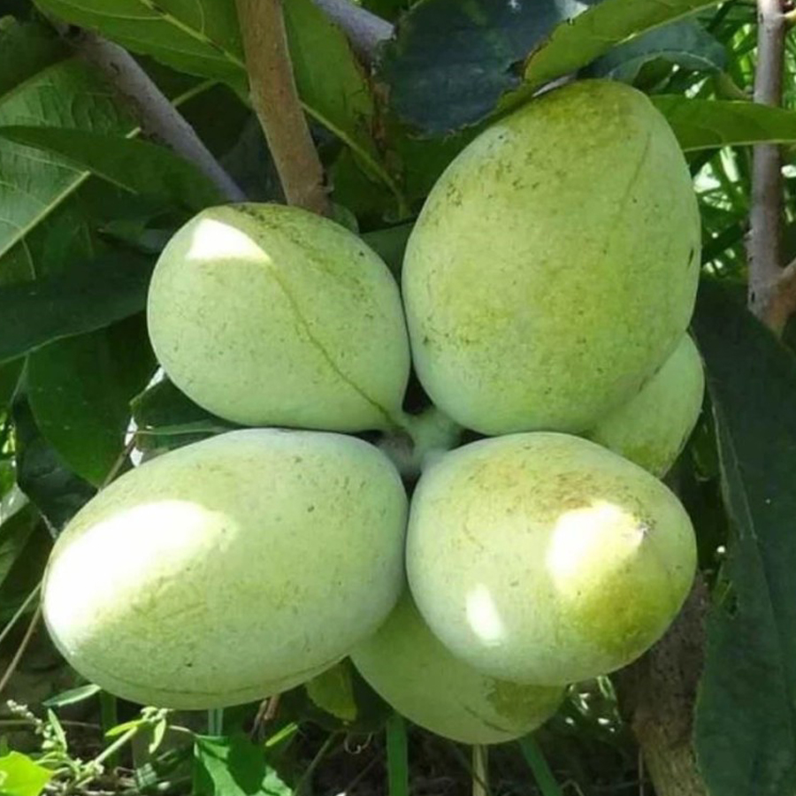 Asimina triloba 'Overleese' Indi&aacute;n ban&aacute;n