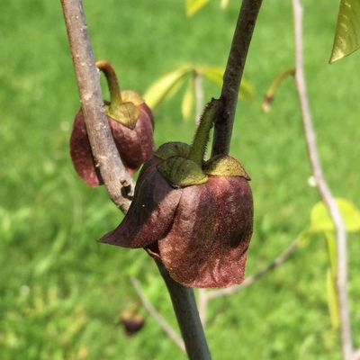 Öntermékeny indián banán Asimina triloba 'Sunflower'