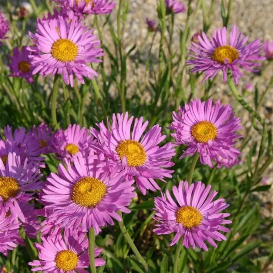 Őszirózsa Aster alpinus 'Happy End'
